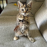 Choupette participe au concours pour gagner de l'argent avec cette photo : kitten, cat, tabby, toy, string, couch, indoor, pet, young, feline, playful, fur, whiskers, paws, curious, looking, home, cozy, animal, small