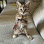 kitten, cat, tabby, toy, string, couch, indoor, pet, young, feline, playful, fur, whiskers, paws, curious, looking, home, cozy, animal, small
