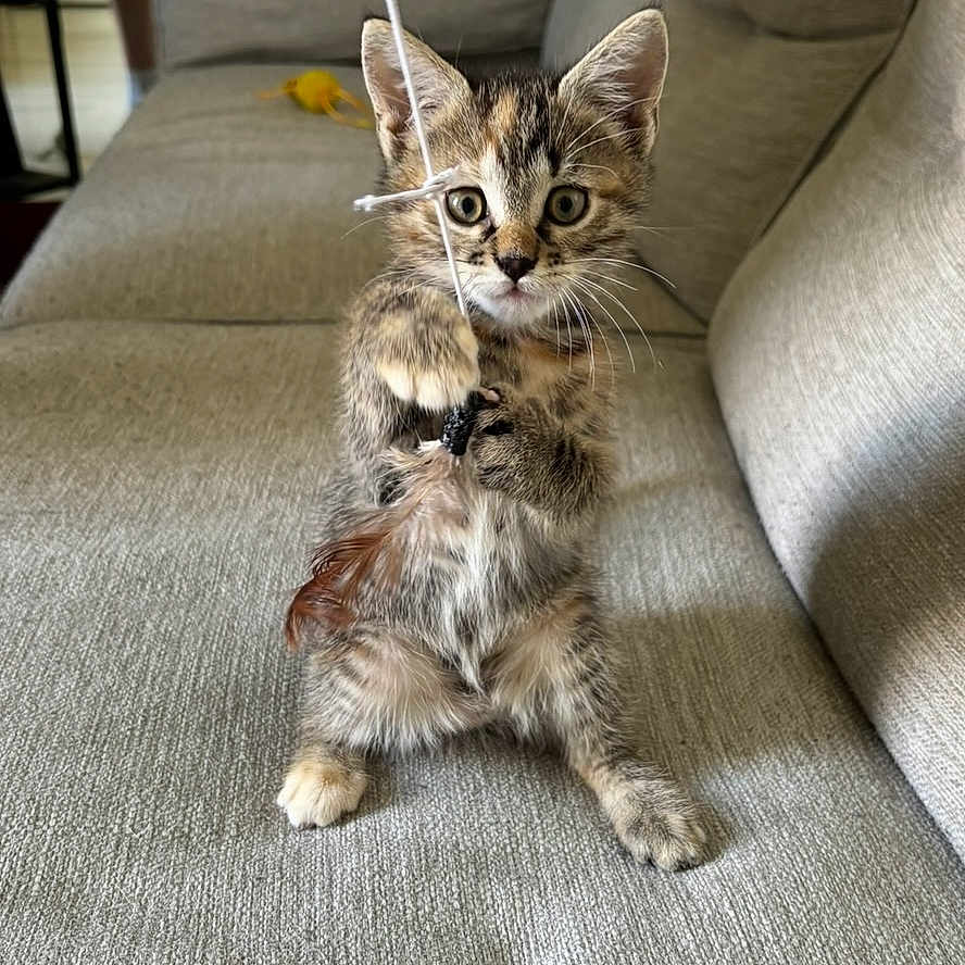 Choupette participe au concours pour gagner de l'argent avec cette photo : animal, cat, couch, cozy, curious, feline, fur, home, indoor, kitten, looking, paws, pet, playful, small, string, tabby, toy, whiskers, young