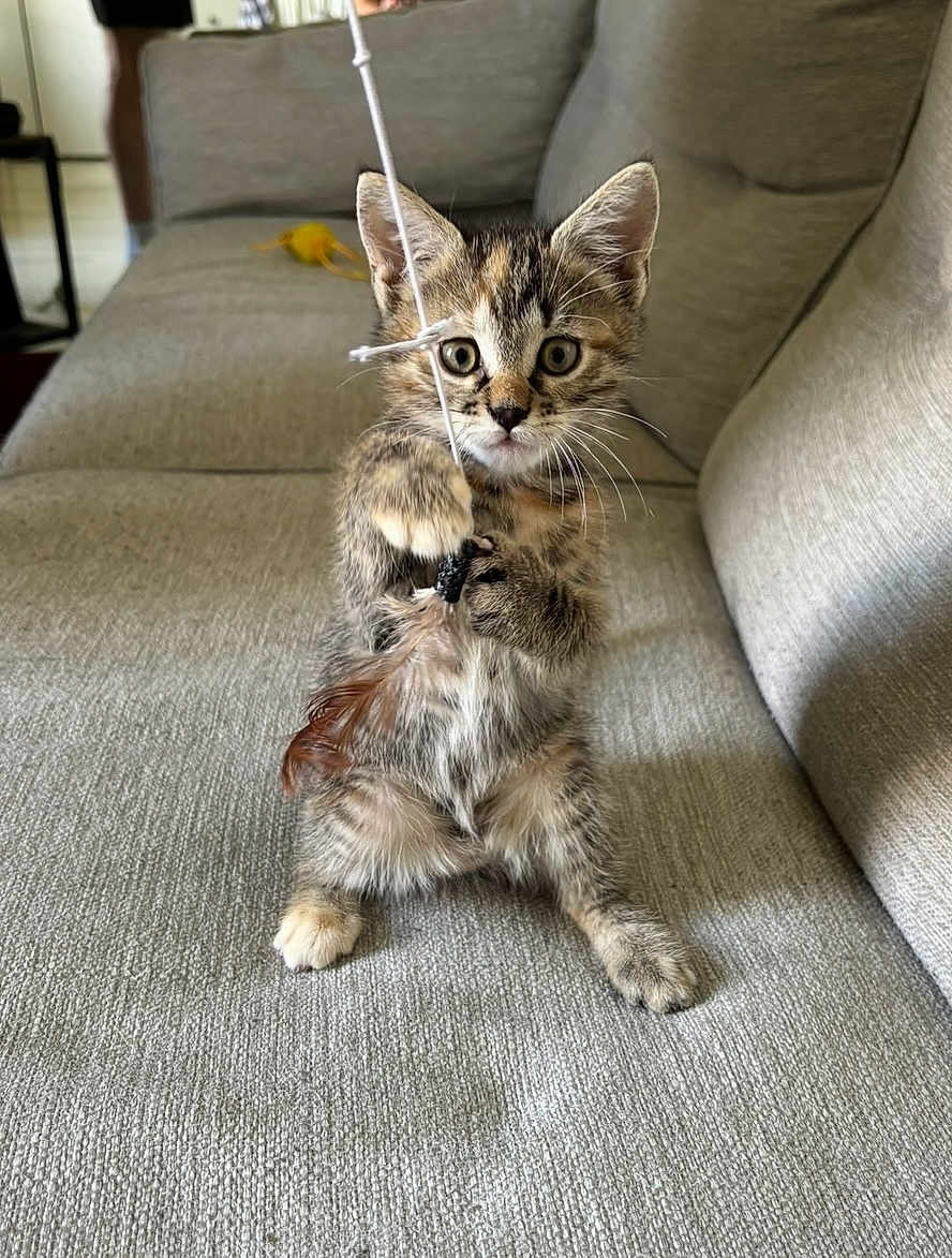 Choupette participe au concours pour gagner de l'argent avec cette photo : kitten, cat, tabby, toy, string, couch, indoor, pet, young, feline, playful, fur, whiskers, paws, curious, looking, home, cozy, animal, small