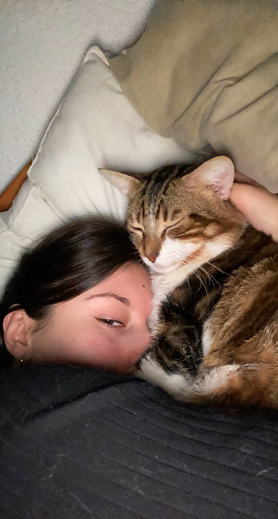 Simba participe au concours pour gagner de l'argent avec cette photo : carnivore, cat, claw, comfort, domestic_short_haired_cat, felidae, flooring, fur, grass, hug, nap, paw, sitting, sleep, small_to_medium_sized_cats, snout, vertebrate, whiskers, wood