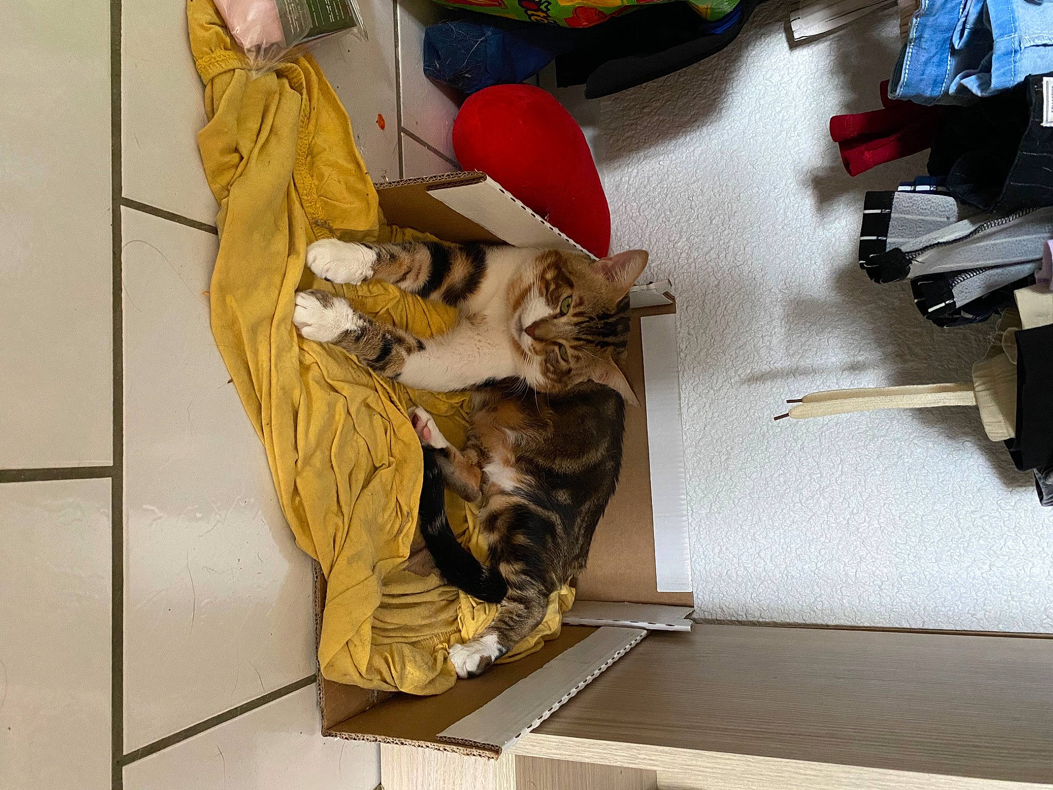 Simba a rejoint le concours — aidez-le/la à gagner de superbes lots ! art, bookcase, canidae, carmine, carnivore, cat, comfort, domestic_short_haired_cat, fawn, felidae, flooring, fur, room, sculpture, small_to_medium_sized_cats, sporting_group, tail, visual_arts, whiskers, wood