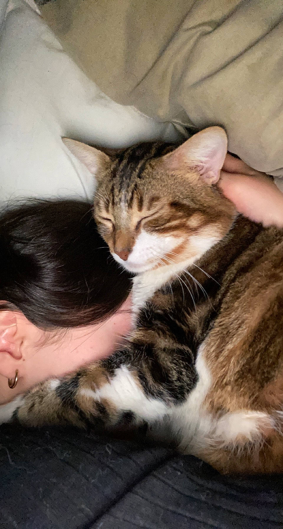 Simba a rejoint le concours — aidez-le/la à gagner de superbes lots ! carnivore, cat, claw, comfort, domestic_short_haired_cat, eye, felidae, fur, paw, sitting, small_to_medium_sized_cats, snout, tail, terrestrial_animal, whiskers