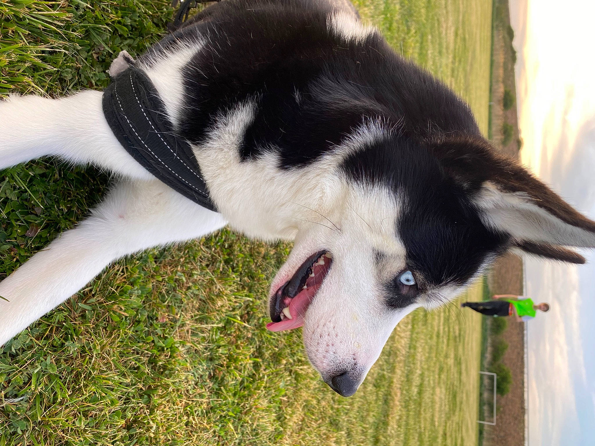 Balto a rejoint le concours — aidez-le/la à gagner de superbes lots ! balance, canidae, carnivore, companion_dog, dog, dog_breed, dog_sports, foot, fur, grass, non_sporting_group, plant, snout, sporting_group, tail, terrestrial_animal, working_animal, working_dog