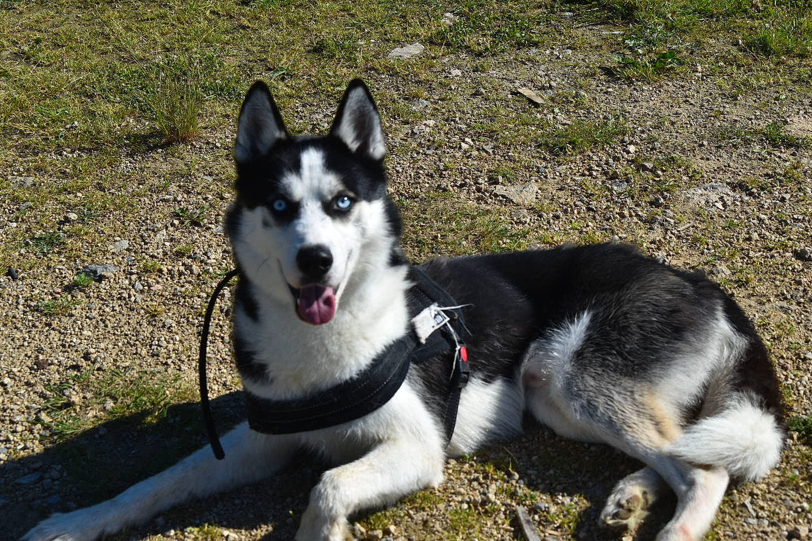 Balto a rejoint le concours — aidez-le/la à gagner de superbes lots ! canidae, carnivore, collar, companion_dog, dog, dog_breed, grass, non_sporting_group, plant, sled_dog, snout, sporting_group, tail, working_dog