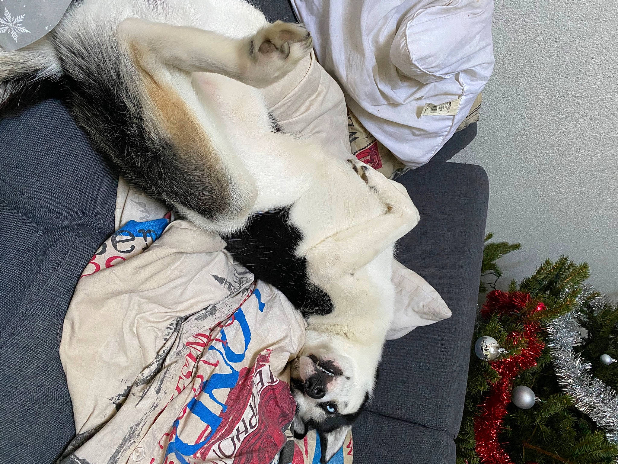 Balto participe au concours pour gagner de l'argent avec cette photo : canidae, carmine, carnivore, cat, christmas_tree, collar, companion_dog, dog_breed, domestic_short_haired_cat, event, fawn, felidae, fur, linens, plant, small_to_medium_sized_cats, sporting_group, tail, tree, whiskers