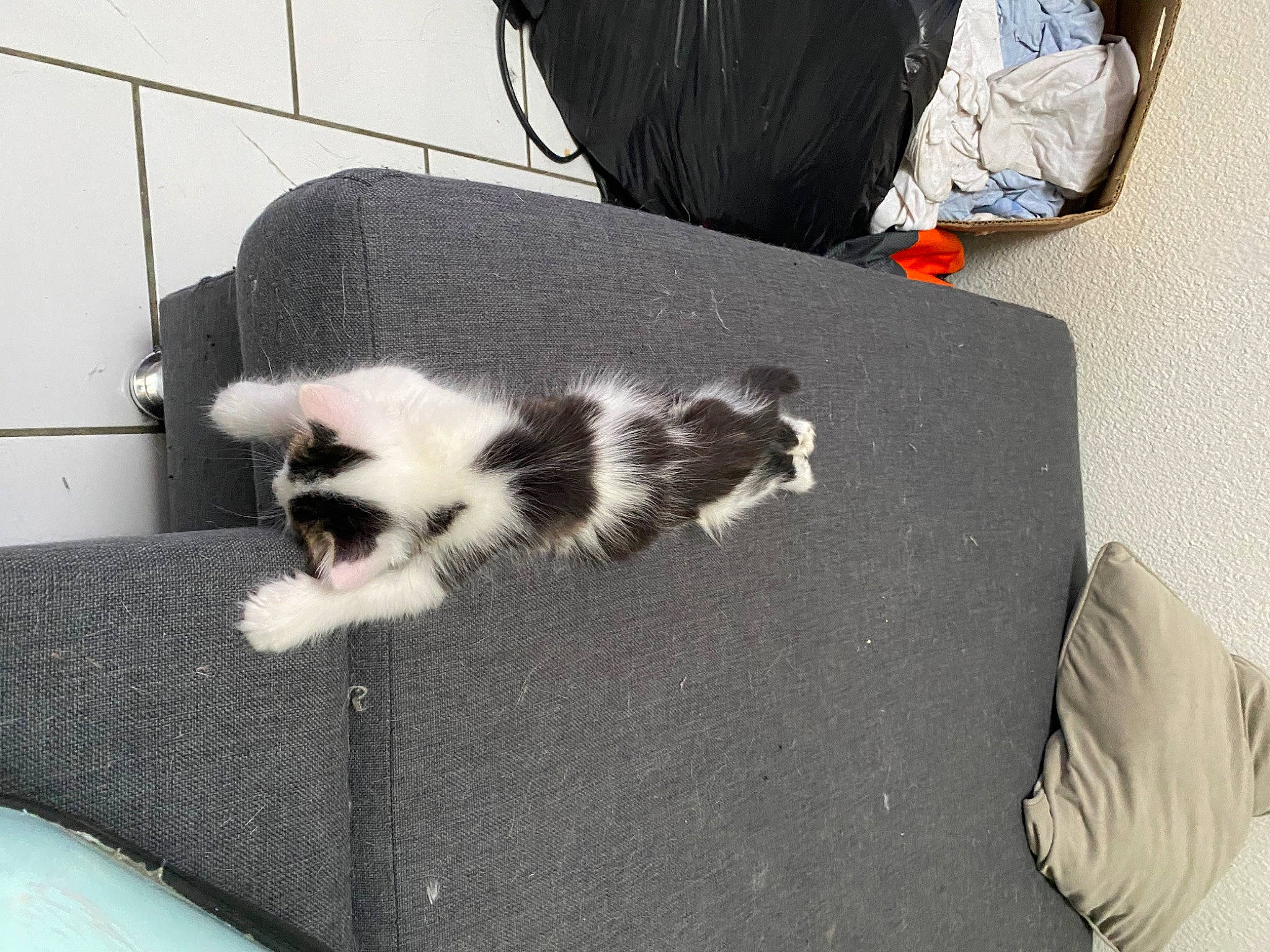 Bounty a rejoint le concours — aidez-le/la à gagner de superbes lots ! automotive_tire, carnivore, cat, claw, comfort, companion_dog, dog_breed, domestic_short_haired_cat, felidae, fur, grey, hood, paw, small_to_medium_sized_cats, snapshot, snout, tail, terrestrial_animal, whiskers, white