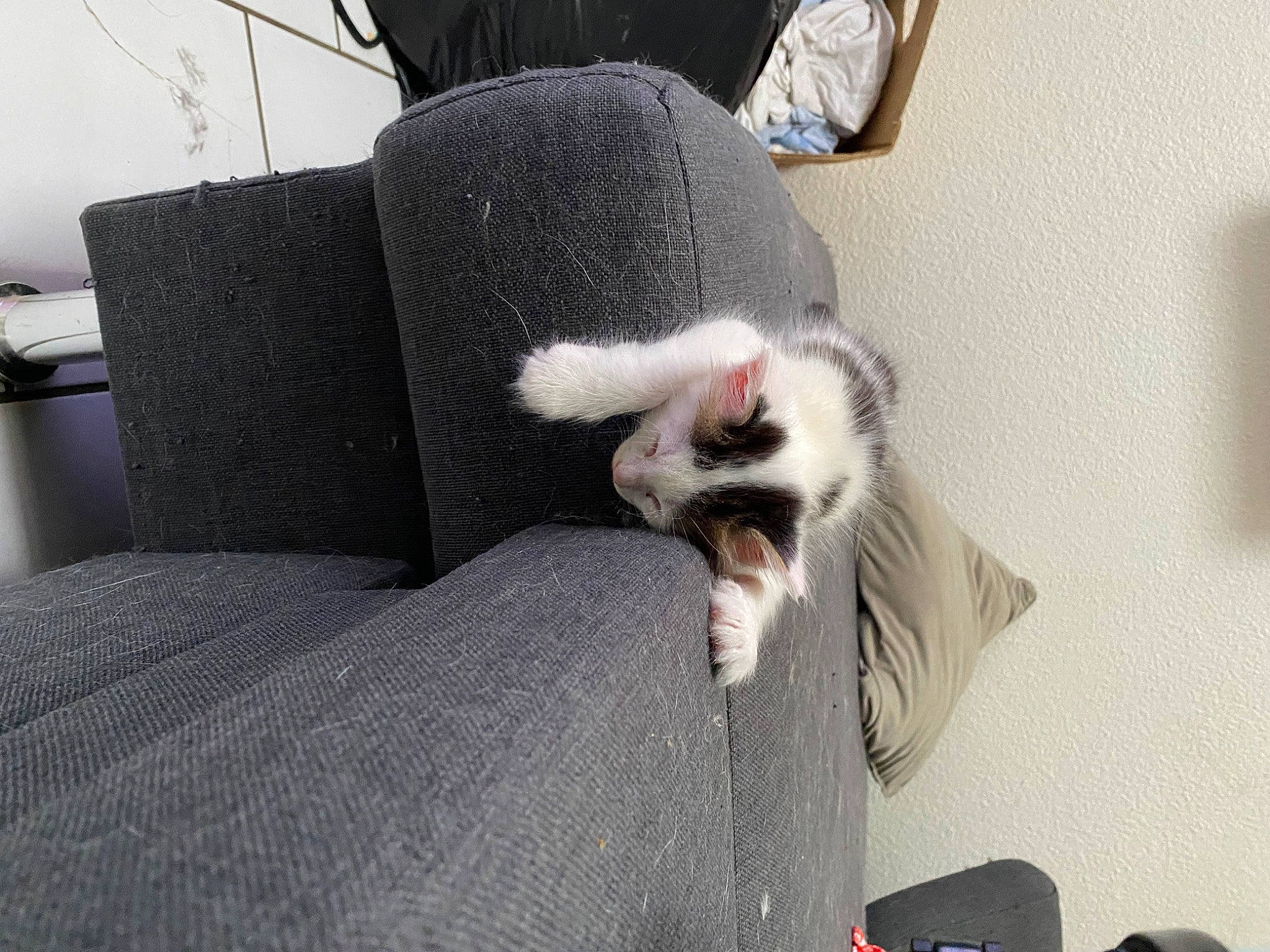 Bounty participe au concours pour gagner de l'argent avec cette photo : auto_part, camera, canidae, carnivore, cat, comfort, companion_dog, dog_breed, domestic_short_haired_cat, fang, felidae, fur, grey, nap, paw, small_to_medium_sized_cats, tail, vehicle, whiskers, yawn