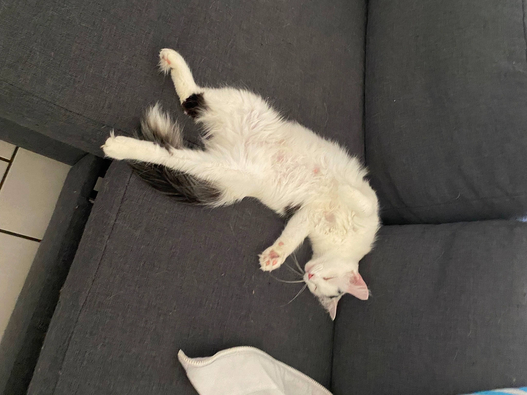 Oreo a rejoint le concours — aidez-le/la à gagner de superbes lots ! canidae, carnivore, cat, claw, comfort, companion_dog, couch, dog_breed, fawn, felidae, flooring, foot, fur, hardwood, paw, small_to_medium_sized_cats, sporting_group, tail, tile_flooring, whiskers