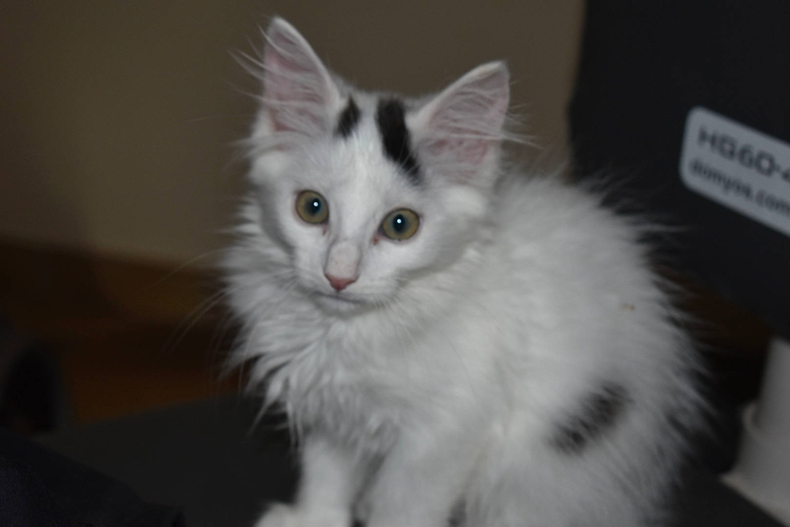 Oreo a rejoint le concours — aidez-le/la à gagner de superbes lots ! carnivore, cat, domestic_short_haired_cat, ear, felidae, fur, paw, small_to_medium_sized_cats, snout, whiskers