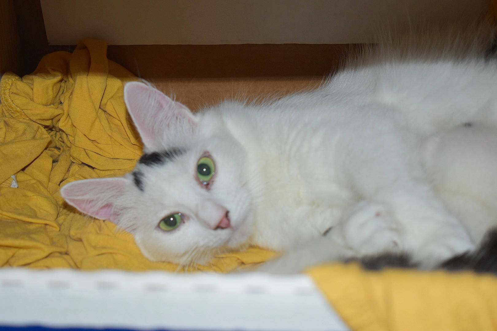 Oreo participe au concours pour gagner de l'argent avec cette photo : box, carnivore, cat, comfort, domestic_short_haired_cat, felidae, fur, hardwood, packing_materials, paper_product, paw, small_to_medium_sized_cats, snout, tail, whiskers, wood