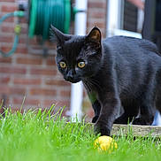 Juno is registered to the contest to win money with this photo: animal, backyard, black_cat, cat, close_up, curious, domestic_cat, feline, focused, garden, grass, green_grass, nature, outdoor, paw, pet, playful, small_ball, yellow_ball, young_cat