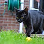 animal, backyard, black_cat, cat, close_up, curious, domestic_cat, feline, focused, garden, grass, green_grass, nature, outdoor, paw, pet, playful, small_ball, yellow_ball, young_cat