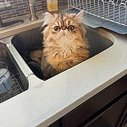 Thor joined the competition — help win amazing prizes! cat, kitten, pet, sink, kitchen, countertop, faucet, dish_rack, backsplash, fluffy, long_hair, curious, big_eyes, sitting, indoor, household, closeup, portrait, adorable, whiskers