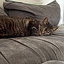 cat, tabby, couch, gray, indoor, pet, feline, relaxed, sleepy, lying_down, household, cozy, fur, whiskers, ears, resting, domestic_animal, soft_furniture, comfort, lazy