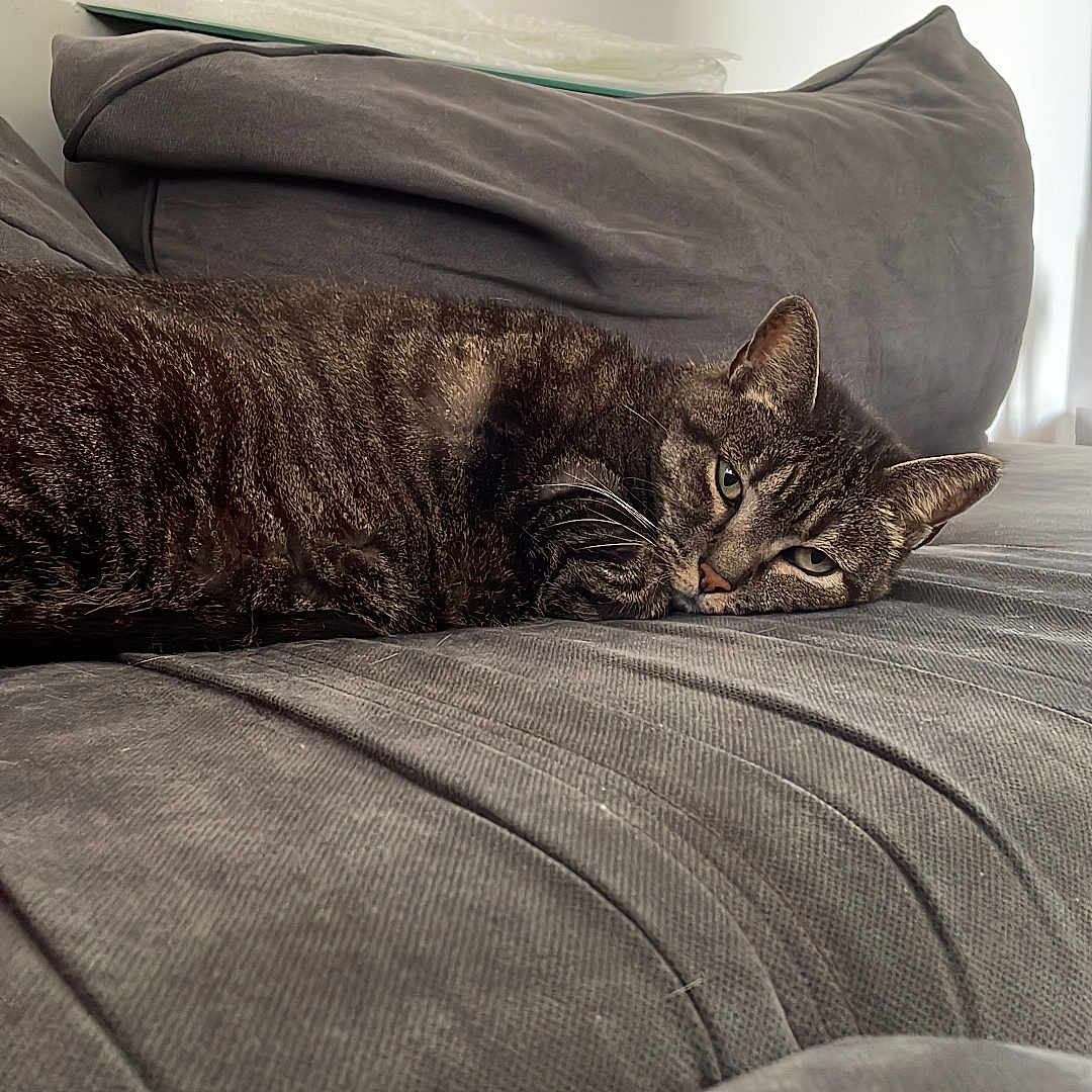 Lollypop participe au concours pour gagner de l'argent avec cette photo : cat, comfort, couch, cozy, domestic_animal, ears, feline, fur, gray, household, indoor, lazy, lying_down, pet, relaxed, resting, sleepy, soft_furniture, tabby, whiskers