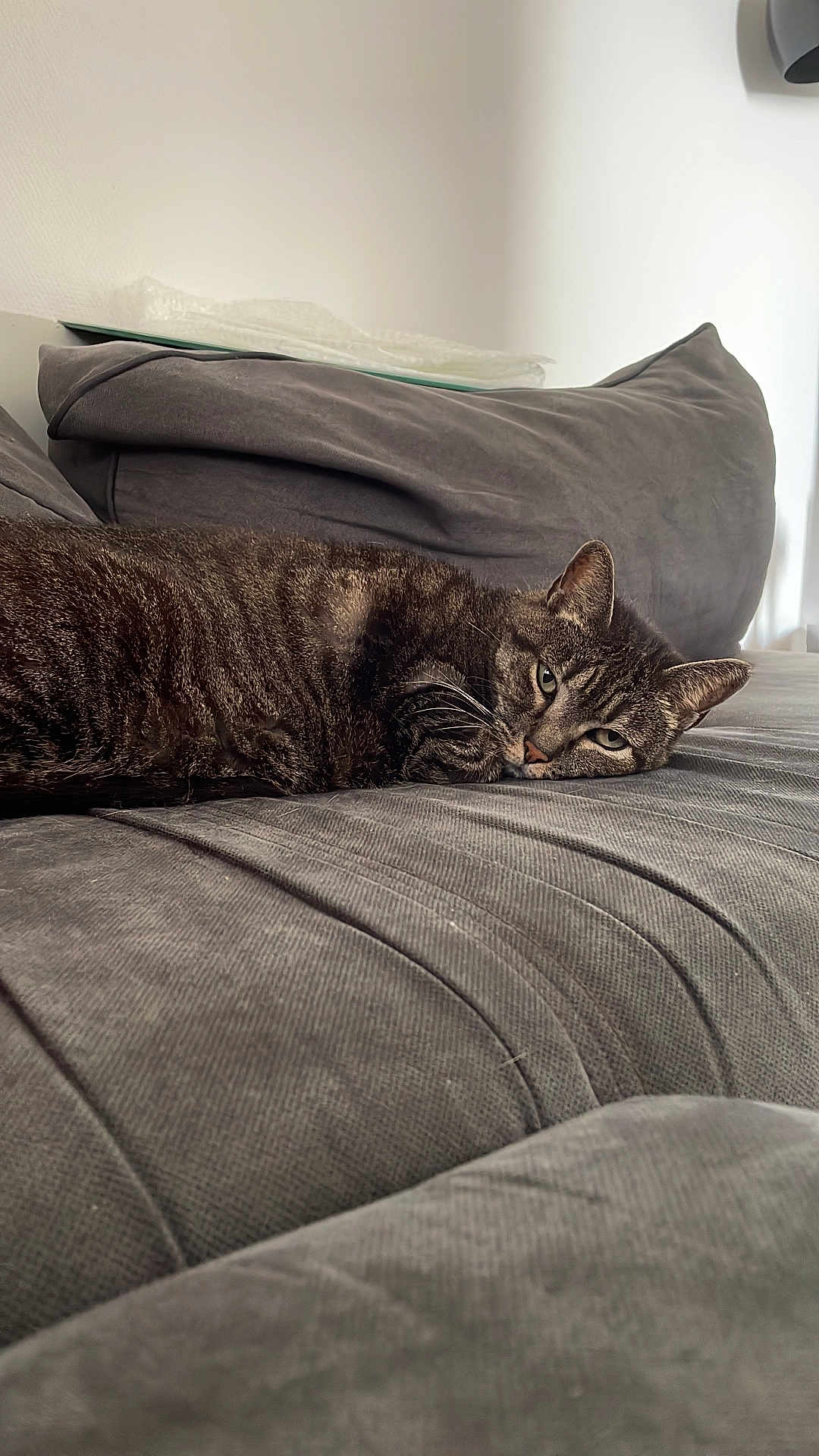 Lollypop participe au concours pour gagner de l'argent avec cette photo : cat, tabby, couch, gray, indoor, pet, feline, relaxed, sleepy, lying_down, household, cozy, fur, whiskers, ears, resting, domestic_animal, soft_furniture, comfort, lazy