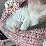 kitten, sleeping, cozy, pink, knitted, bag, fur, white, gray, cute, pet, resting, soft, animal, domestic, closeup, comfort, small, paw, cute_animal