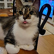 Petit Prince a rejoint le concours — aidez-le/la à gagner de superbes lots ! animal, cat, closeup, cozy, curious, cute, domestic, ears, eyes, feline, household, indoor, paw, pet, resting, tabby, tongue_out, whiskers, white_fur, wooden_table