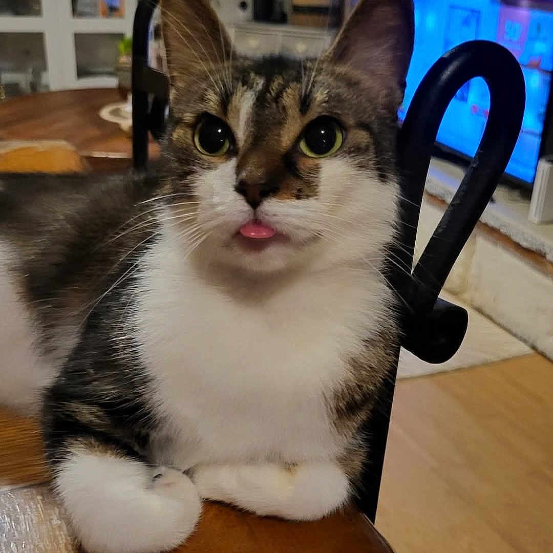 Petit Prince a rejoint le concours — aidez-le/la à gagner de superbes lots ! animal, cat, closeup, cozy, curious, cute, domestic, ears, eyes, feline, household, indoor, paw, pet, resting, tabby, tongue_out, whiskers, white_fur, wooden_table