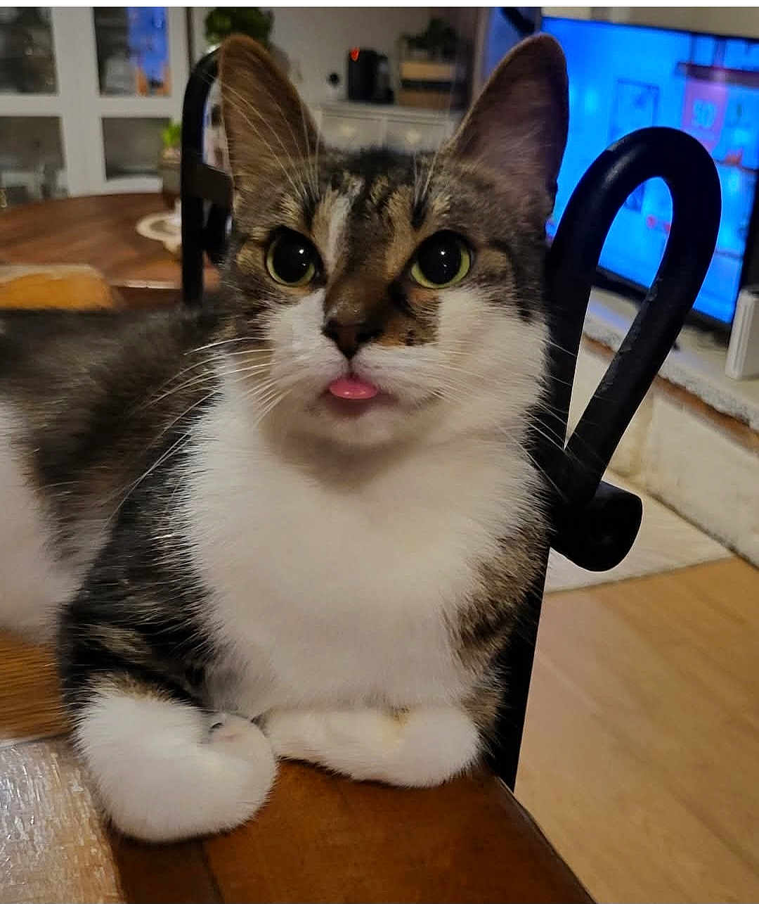Petit Prince a rejoint le concours — aidez-le/la à gagner de superbes lots ! animal, cat, closeup, cozy, curious, cute, domestic, ears, eyes, feline, household, indoor, paw, pet, resting, tabby, tongue_out, whiskers, white_fur, wooden_table