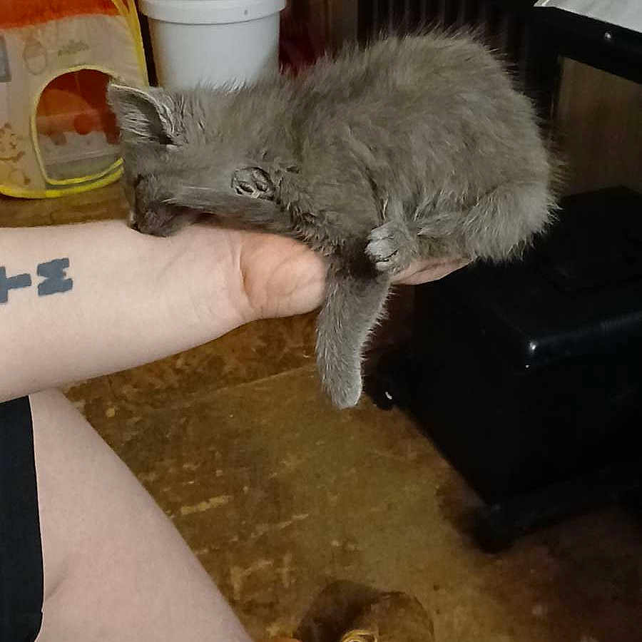 Athena joined the competition — help win amazing prizes! animal, cozy, cute, domestic, feline, floor, furniture, furry, gray_cat, hand, indoor, kitten, paw, person, pet, resting, shoe, sleeping, small, tattoo