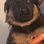 Ursula is registered to the contest to win money with this photo: adorable, animal, black, brown, close_up, cute, dog, eyes, face, fluffy, fur, german_shepherd, hand, holding, indoors, pet, portrait, puppy, soft, young