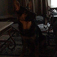 Ursula joined the competition — help win amazing prizes! animal, canine, carpet, companion, curtains, dark, dog, domestic, ears, floor, furniture, home, indoor, pet, quiet, resting, room, shadow, sitting, table