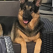 Ursula joined the competition — help win amazing prizes! german_shepherd, dog, pet, animal, canine, sitting, chair, cushion, outdoor, wicker_furniture, tongue_out, ears_up, fur, black_and_tan, alert, relaxed, home, plant, portrait, companion