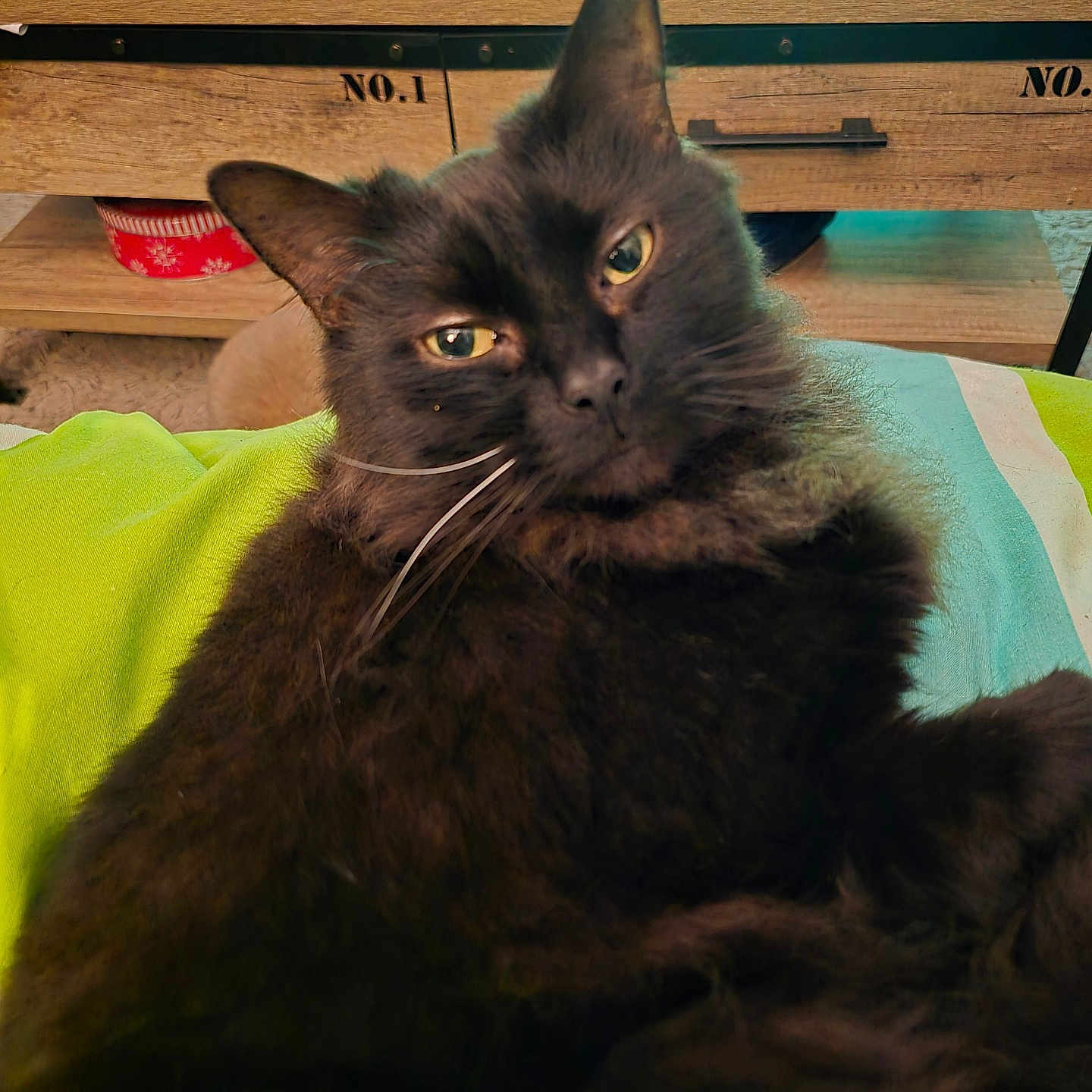 Salem participe au concours pour gagner de l'argent avec cette photo : animal, black_cat, blanket, cat, closeup, cozy, eyes, face, fluffy, furniture, game_controller, home, indoor, pet, relaxing, remote_control, table, tissue_box, whiskers, wood