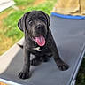 animal, black_dog, canine, cute, daylight, dog, fur, grass, happy, lawn, lounge_chair, outdoor, pet, playful, puppy, sitting, summer, tongue, tongue_out, young_dog
