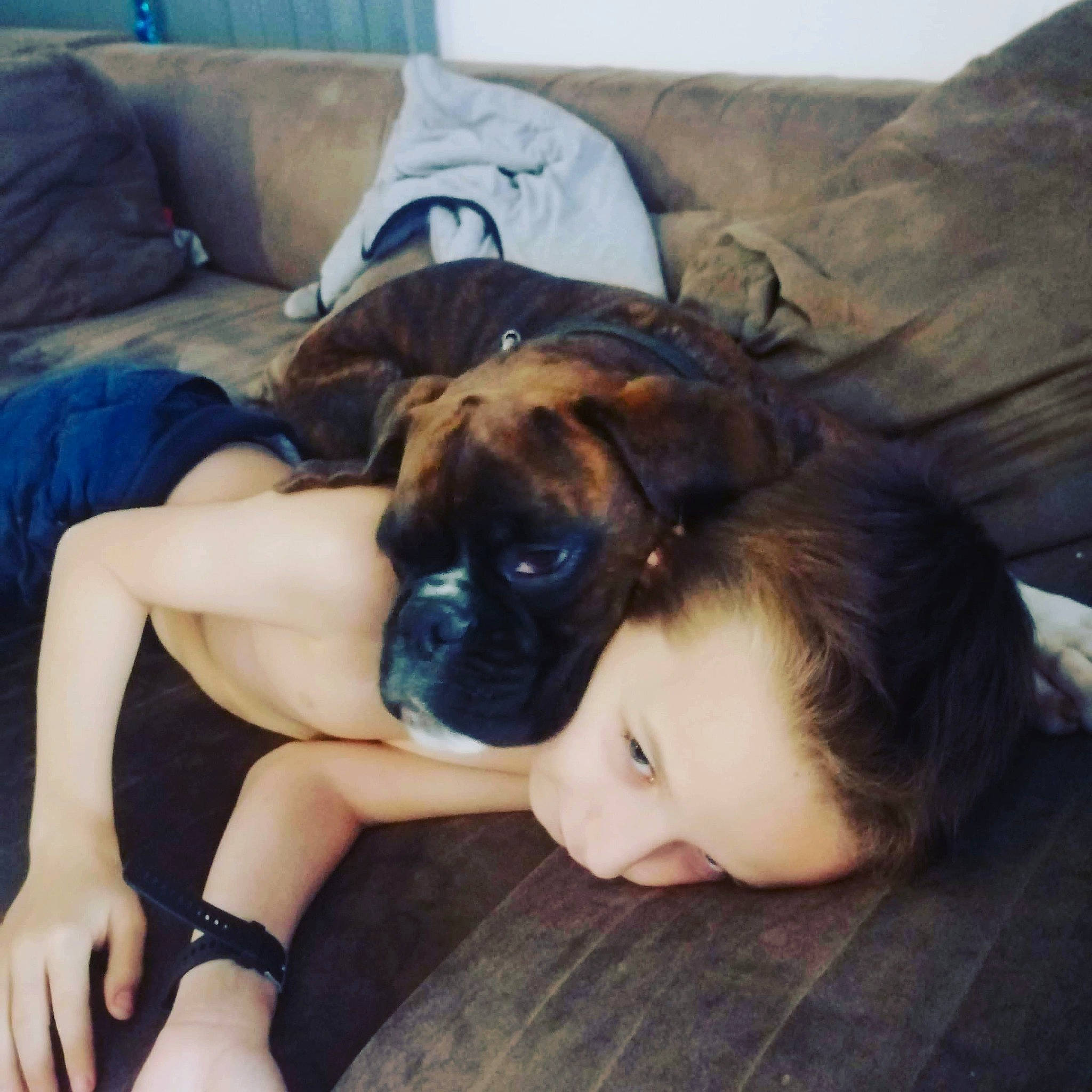 Raïzô participe au concours pour gagner de l'argent avec cette photo : black_hair, bracelet, carnivore, comfort, companion_dog, couch, dog, dog_breed, fawn, home, linens, living_room, muscle, nail, puppy, room, skin, snout, working_animal, wrist