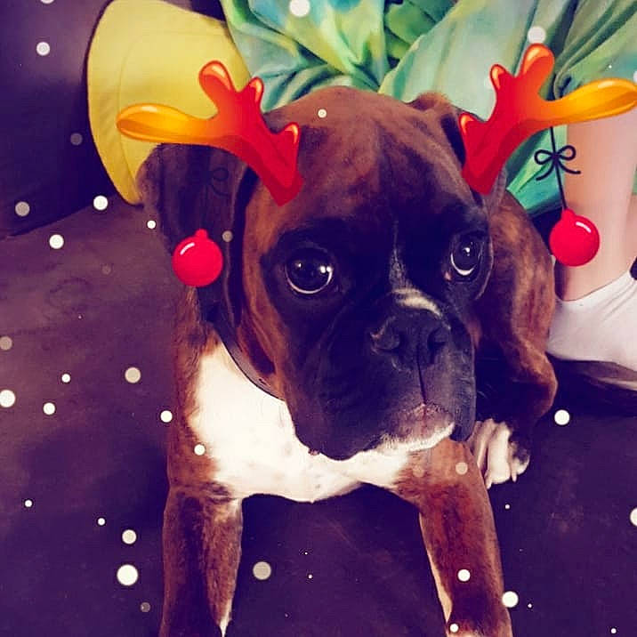 Raïzô participe au concours pour gagner de l'argent avec cette photo : canidae, carnivore, collar, companion_dog, dog, dog_breed, dog_clothes, dog_collar, dog_supply, fawn, liver, non_sporting_group, pet_supply, pug, puppy, snout, sporting_group, toy_dog, working_animal, working_dog