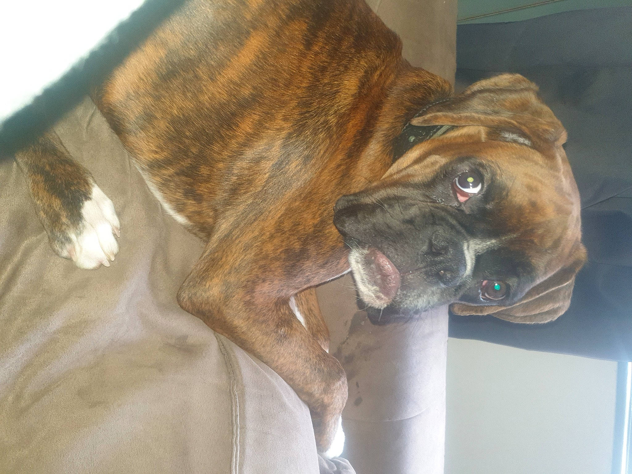 Raïzô a rejoint le concours — aidez-le/la à gagner de superbes lots ! boxer, bullmastiff, canidae, carnivore, collar, companion_dog, dog, dog_breed, fawn, guard_dog, liver, molosser, old_english_bulldog, pet_supply, snout, sporting_group, whiskers, working_animal, working_dog, wrinkle