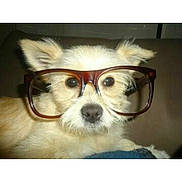 Happy a rejoint le concours — aidez-le/la à gagner de superbes lots ! accessory, beige, close_up, couch, cute, dog, eyes, eyewear, funny, fur, glasses, home, indoor, looking_at_camera, nose, pet, portrait, sitting, small_dog, whiskers