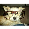 accessory, beige, close_up, couch, cute, dog, eyes, eyewear, funny, fur, glasses, home, indoor, looking_at_camera, nose, pet, portrait, sitting, small_dog, whiskers
