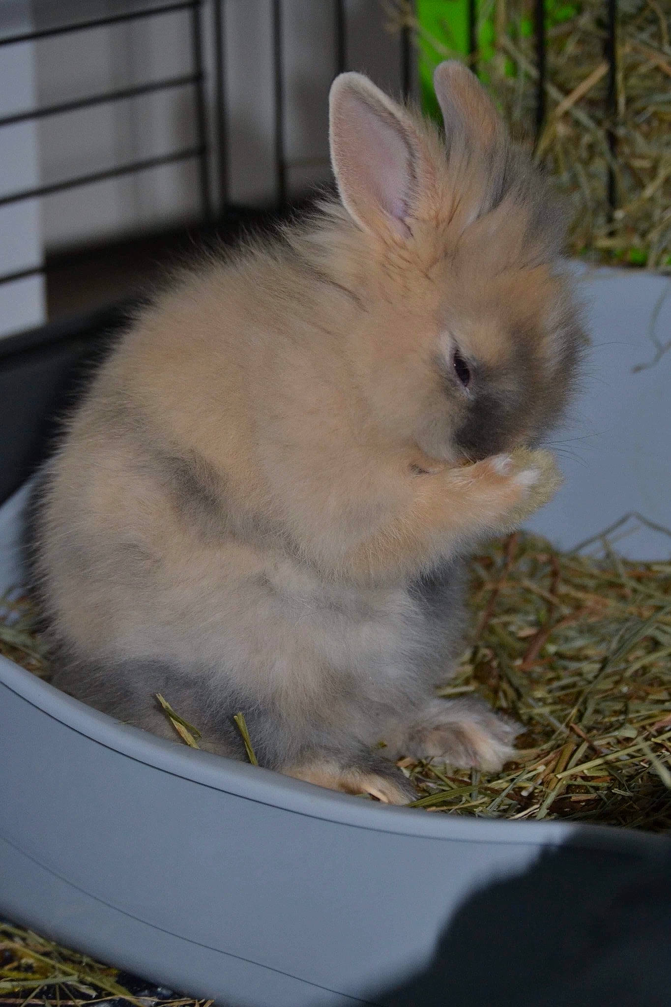 Nestlé a rejoint le concours — aidez-le/la à gagner de superbes lots ! angora_rabbit, domestic_rabbit, ear, fawn, grass, hare, mammal, rabbit, rabbits_and_hares, skin, snowshoe_hare, whiskers, wildlife, wood_rabbit