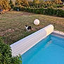 Romy participe au concours pour gagner de l'argent avec cette photo : animal, backyard, balloon, canine, dog, grass, indoors, interiordesign, nature, outdoors, path, pet, plant, pool, sphere, summer, swimmingpool, walkway, water, yard