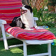 Romy participe au concours pour gagner de l'argent avec cette photo : backyard, black_and_white, cushion, dog, garden, grass, greenery, happy, lounge_chair, nature, outdoor, pets, plastic_bottle, relaxing, shadows, smiling_dog, striped, summer, sunlight, tree