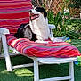 backyard, black_and_white, cushion, dog, garden, grass, greenery, happy, lounge_chair, nature, outdoor, pets, plastic_bottle, relaxing, shadows, smiling_dog, striped, summer, sunlight, tree