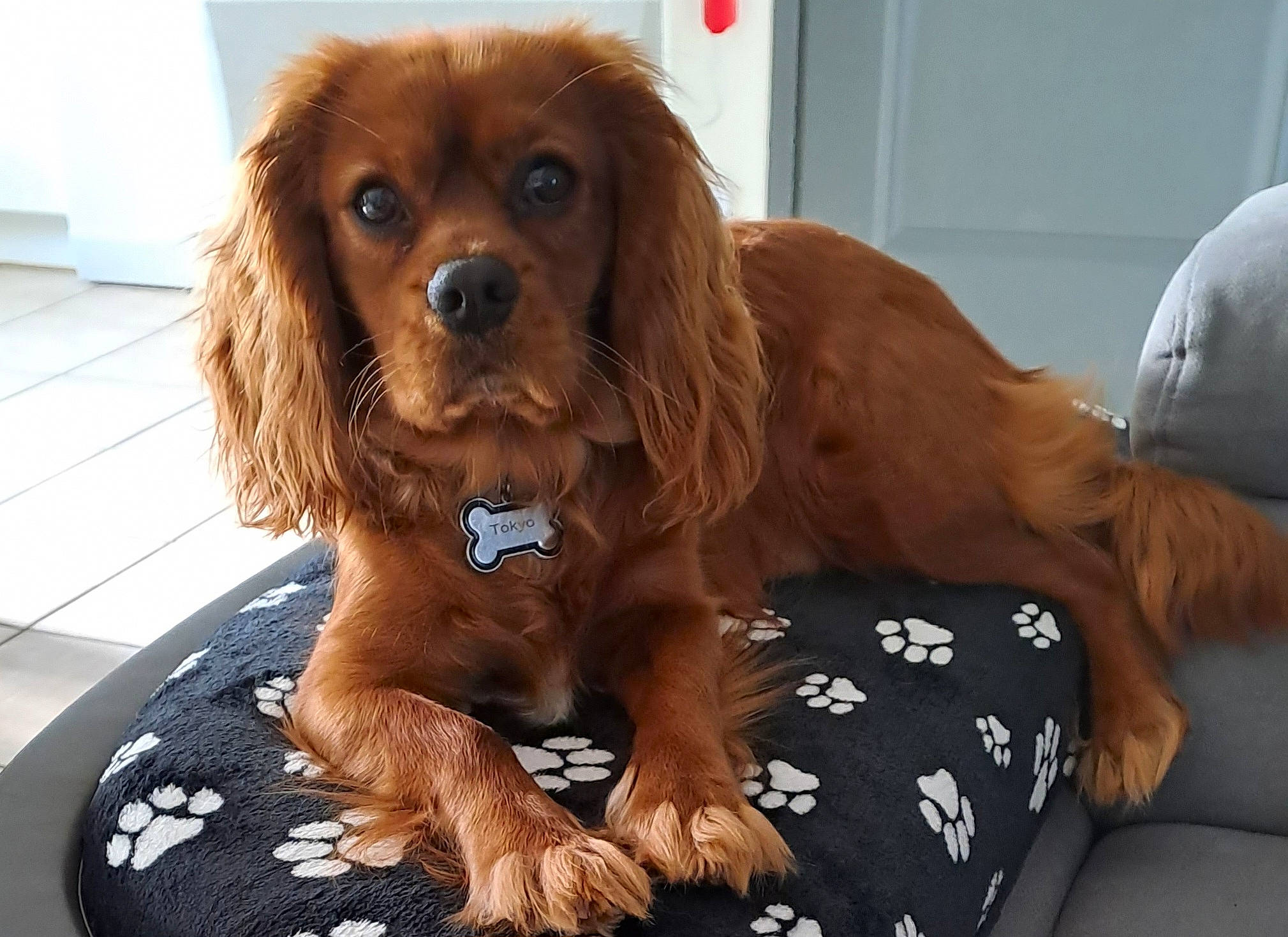 Tokyo participe au concours pour gagner de l'argent avec cette photo : brown, carnivore, cavalier_king_charles_spaniel, companion_dog, dog, dog_breed, dog_supply, door, fawn, flooring, fur, king_charles_spaniel, liver, pet_supply, snout, spaniel, sporting_group, terrestrial_animal, toy_dog, working_animal