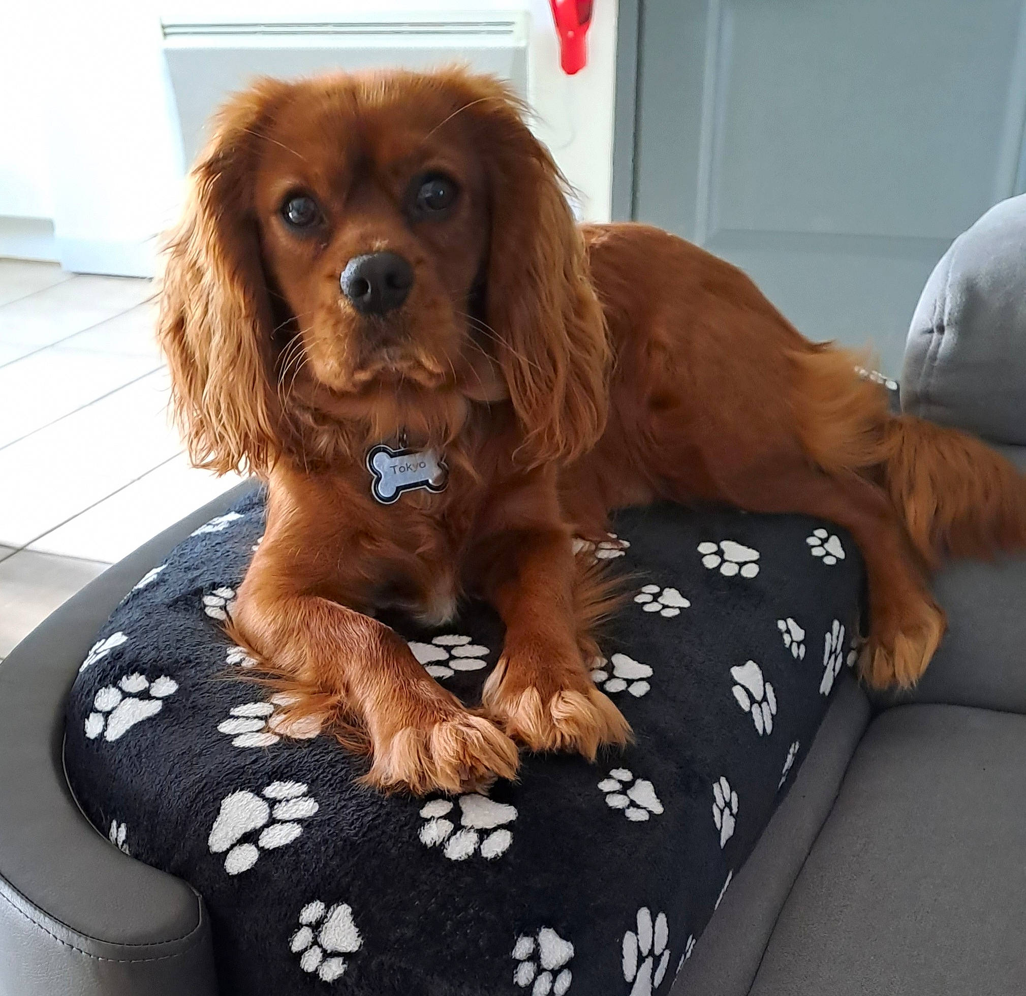 Tokyo a rejoint le concours — aidez-le/la à gagner de superbes lots ! baseball_cap, brown, canidae, carnivore, companion_dog, dog, dog_breed, dog_supply, door, fawn, fur, liver, metal, snout, spaniel, sporting_group, terrestrial_animal, toy, toy_dog, working_animal