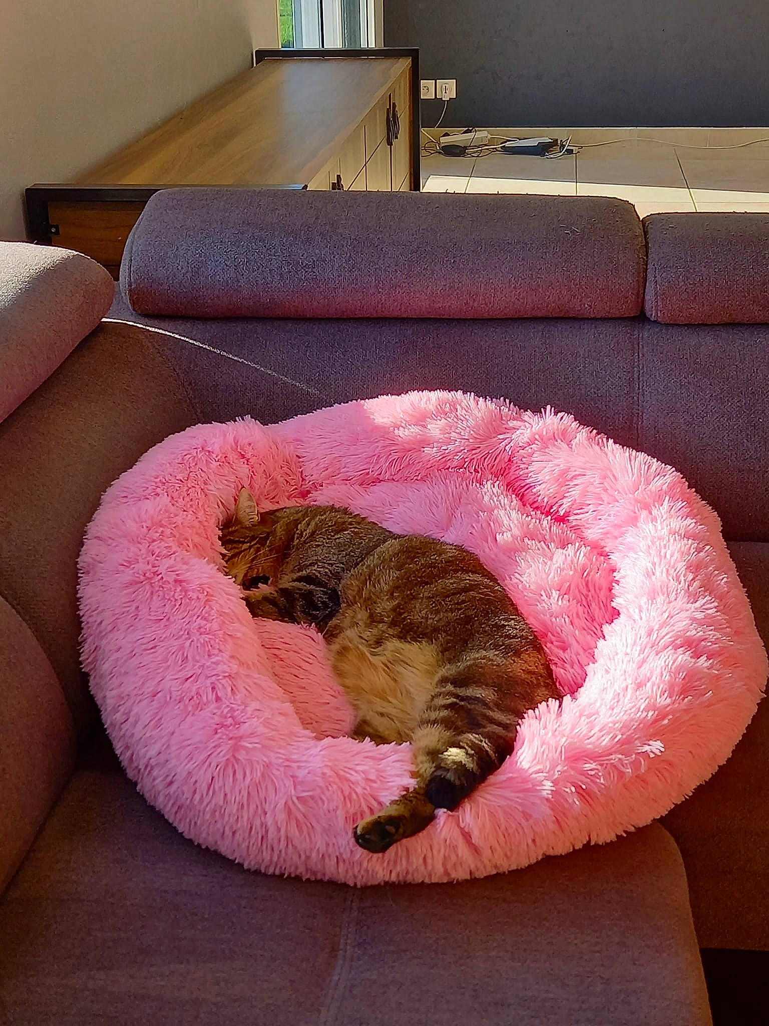 Nala participe au concours pour gagner de l'argent avec cette photo : carnivore, cat, cat_bed, comfort, couch, domestic_short_haired_cat, fawn, felidae, floor, flooring, fur, furniture, hardwood, linens, living_room, room, small_to_medium_sized_cats, tail, terrestrial_animal, whiskers