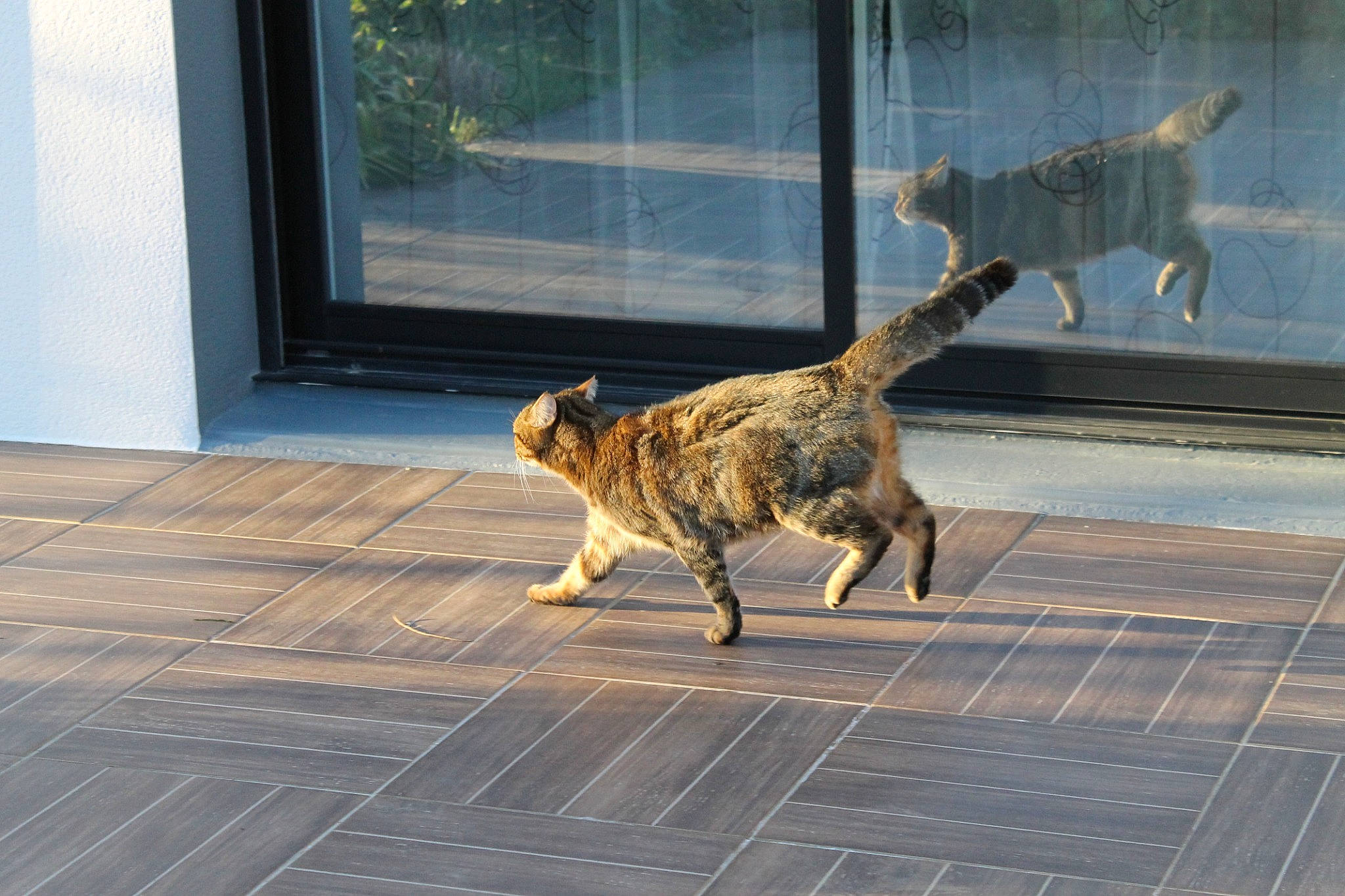 Nala participe au concours pour gagner de l'argent avec cette photo : canidae, carnivore, cat, claw, domestic_short_haired_cat, fawn, felidae, flooring, fur, hardwood, iguania, line, metal, small_to_medium_sized_cats, snout, tail, terrestrial_animal, whiskers, window, wood