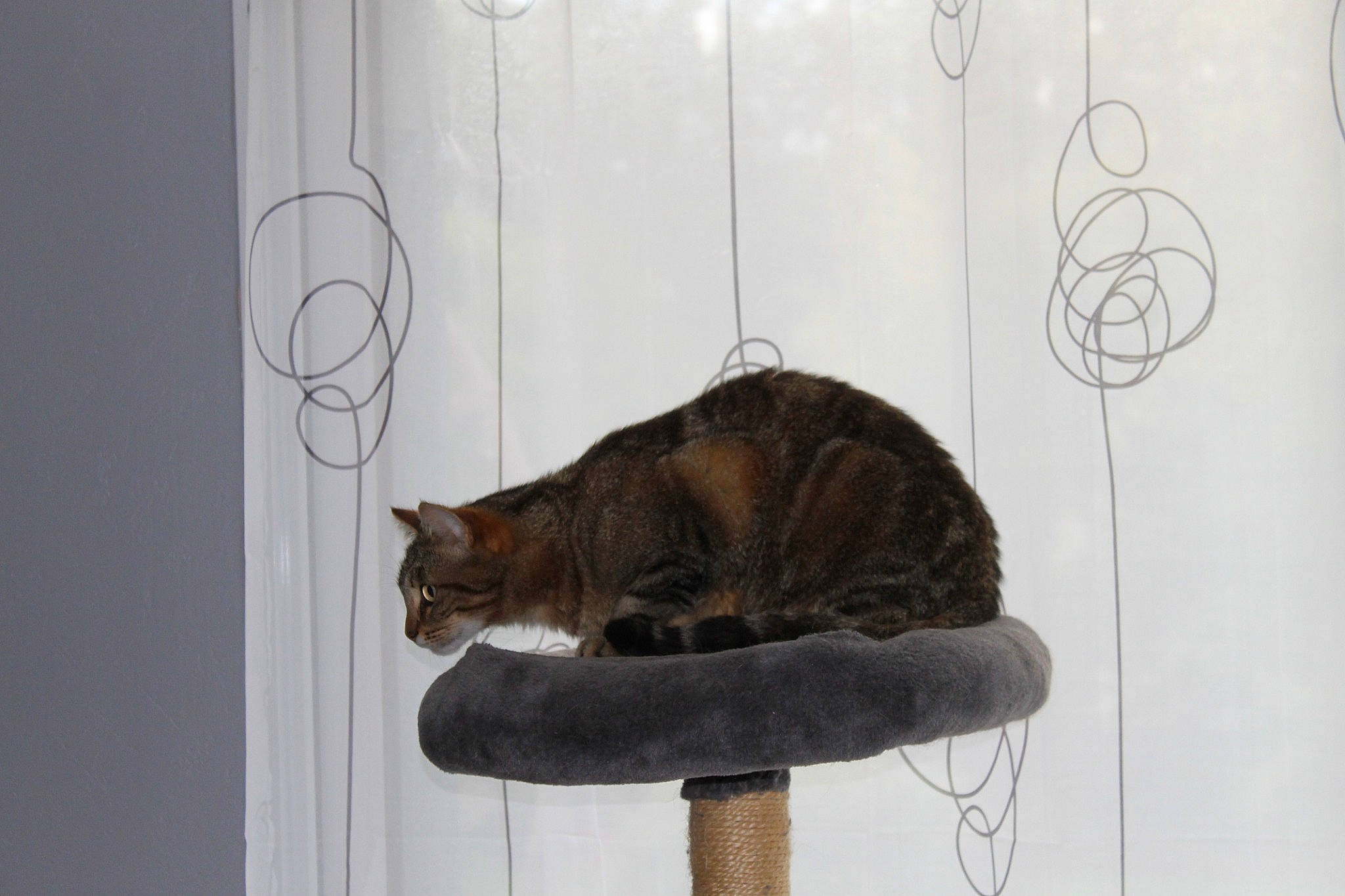 Nala a rejoint le concours — aidez-le/la à gagner de superbes lots ! carnivore, cat, cat_supply, domestic_short_haired_cat, fawn, felidae, fur, room, small_to_medium_sized_cats, table, tail, terrestrial_animal, whiskers, window, winter, wood