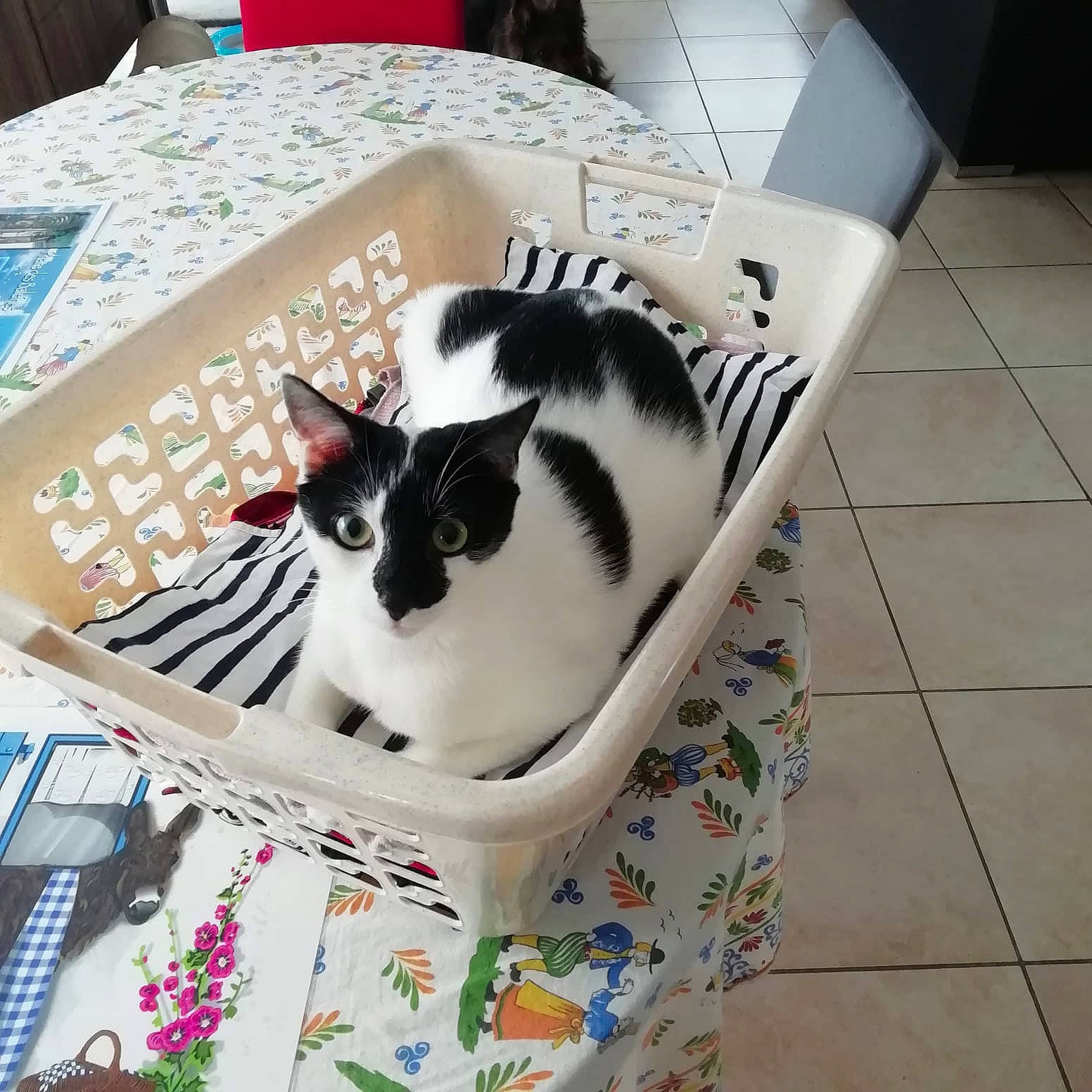 Rafy a rejoint le concours — aidez-le/la à gagner de superbes lots ! carnivore, cat, cat_supply, comfort, domestic_short_haired_cat, felidae, flooring, fur, linens, pattern, pet_supply, plant, porcelain, publication, room, serveware, small_to_medium_sized_cats, table, tail, whiskers