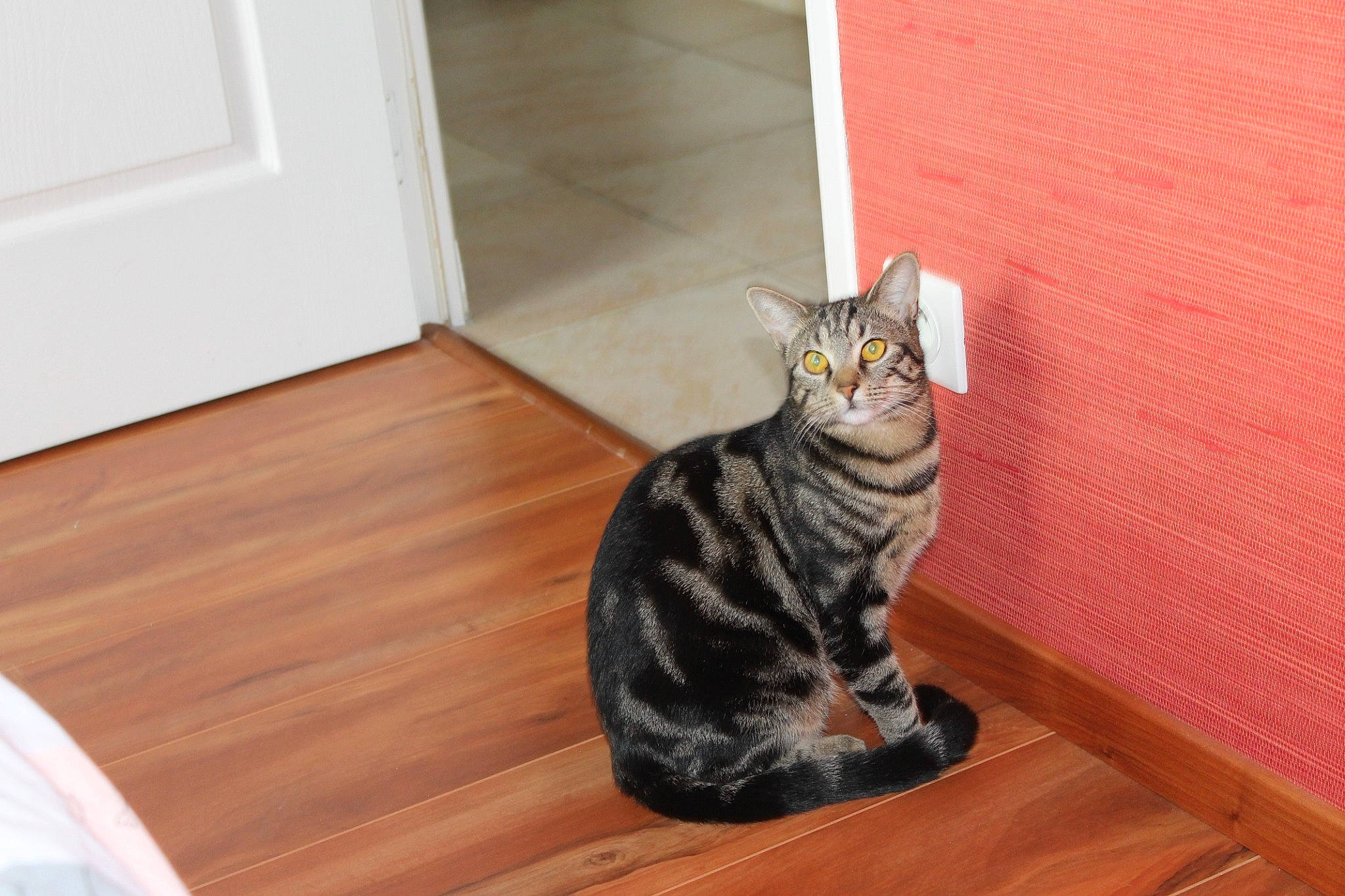 Rafy participe au concours pour gagner de l'argent avec cette photo : carnivore, cat, domestic_short_haired_cat, door, felidae, floor, flooring, fur, grey, hardwood, laminate_flooring, room, small_to_medium_sized_cats, tail, varnish, whiskers, window, wood, wood_flooring, wood_stain