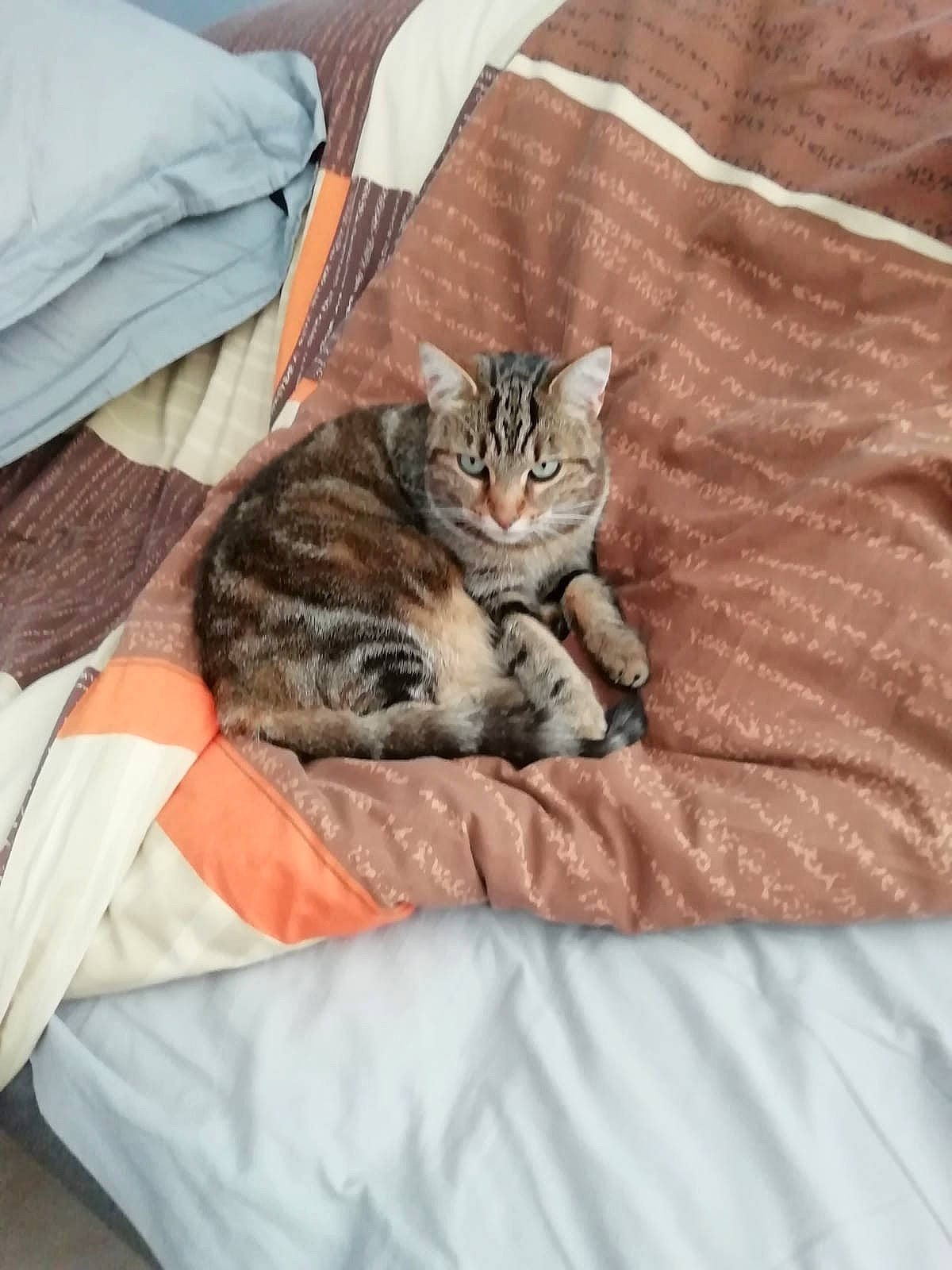 Rafy participe au concours pour gagner de l'argent avec cette photo : bed, bed_sheet, bedding, carnivore, cat, claw, comfort, domestic_short_haired_cat, duvet, felidae, fur, grey, linens, paw, room, small_to_medium_sized_cats, tail, terrestrial_animal, textile, whiskers