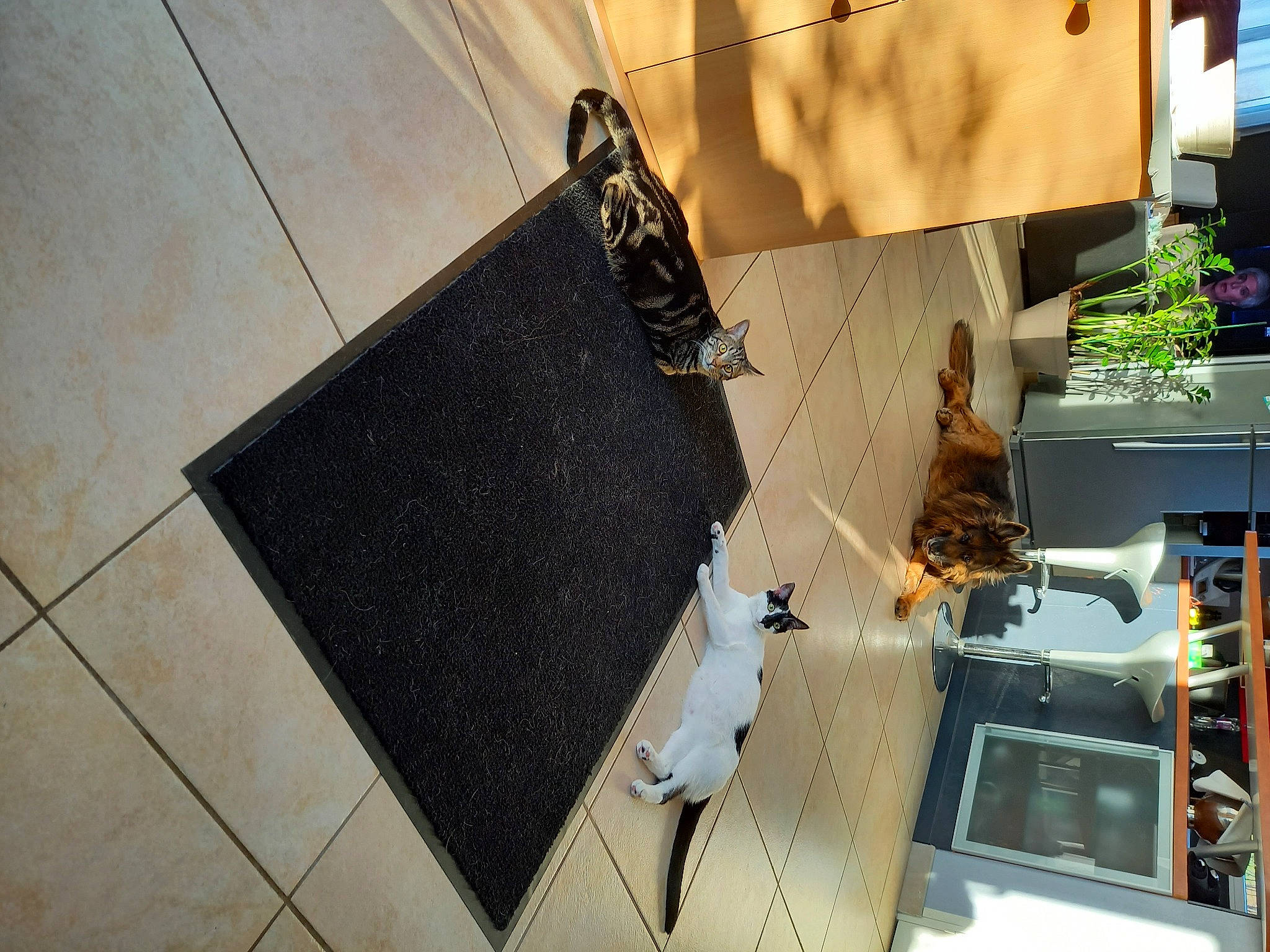 Rafy participe au concours pour gagner de l'argent avec cette photo : apartment, building, chair, condominium, floor, flooring, hardwood, house, metal, plant, plumbing_fixture, rectangle, road_surface, roof, room, shadow, sidewalk, urban_design, wall, wood