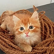 Alicia Lepere participe au concours pour gagner de l'argent avec cette photo : kitten, cat, orange_cat, fluffy, rope, coiled_rope, cute, pet, animal, feline, young_animal, indoor, curious, whiskers, small, fur, domestic_cat, portrait, lying_down, close_up